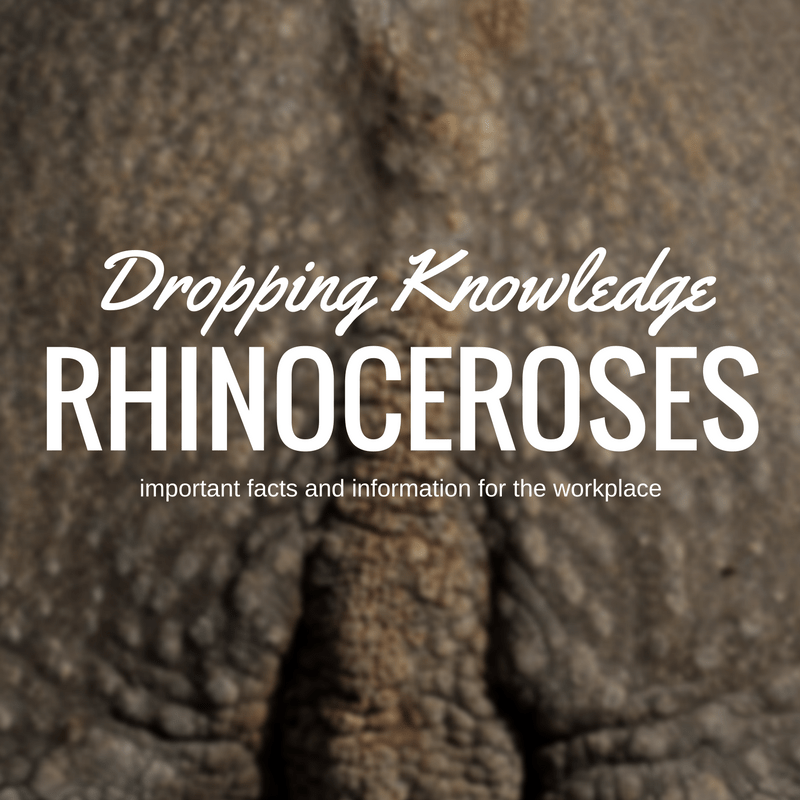 dropping-knowledge_rhinos