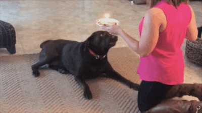 dog birthday cake on the ground